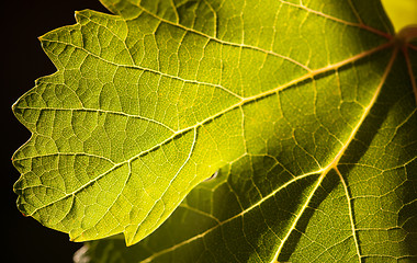 Image showing Dramatically Lit Grape Leaf on the Vine