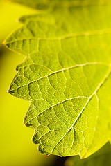 Image showing Dramatically Lit Grape Leaf on the Vine