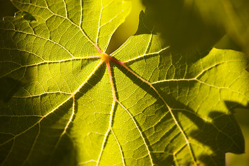 Image showing Dramatically Lit Grape Leaf on the Vine