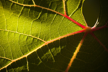 Image showing Dramatically Lit Grape Leaf on the Vine