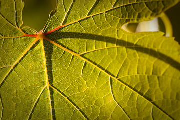 Image showing Dramatically Lit Grape Leaf on the Vine