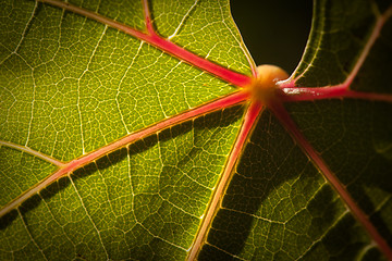 Image showing Dramatically Lit Grape Leaf on the Vine