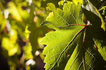 Image showing Dramatically Lit Grape Leaf on the Vine