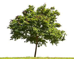 Image showing Isolated tree