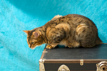 Image showing bengal cat on old trunk