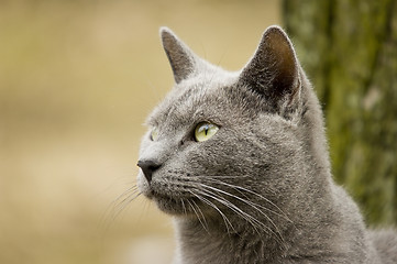 Image showing Cat