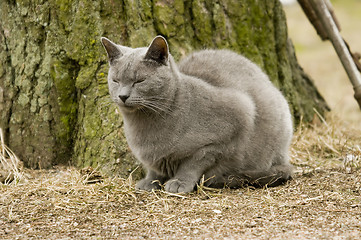 Image showing Cat