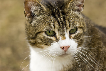 Image showing Cat