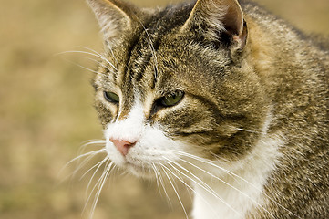 Image showing Cat