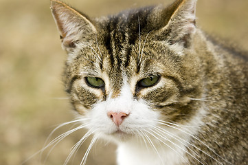 Image showing Cat