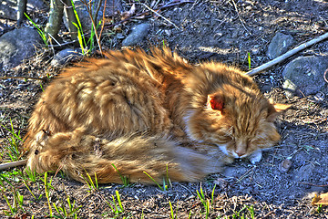 Image showing Cat HDR