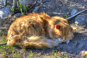 Image showing Cat HDR