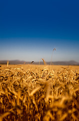 Image showing Wheat field