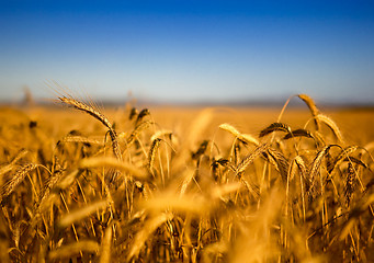 Image showing Wheat field