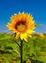 Image showing Sunflowers