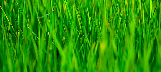 Image showing Grass