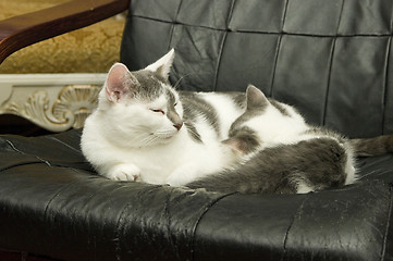 Image showing Cats