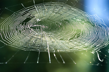 Image showing Spiders Web