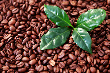 Image showing coffee beans with coffe leaves