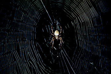 Image showing Spider in the dark. Macro