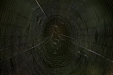 Image showing Spider web in the dark. Macro