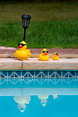 Image showing Yellow rubber ducks family in sunglasses reflected in the pool