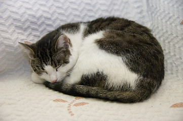 Image showing Cat