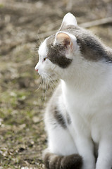 Image showing Cat