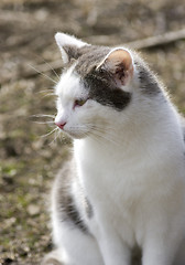 Image showing Cat