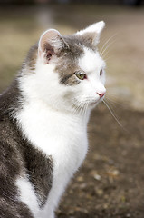 Image showing Cat