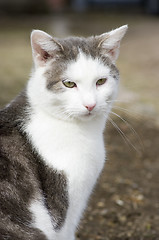 Image showing Cat