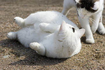 Image showing Cats