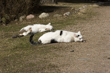 Image showing Cats