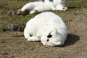 Image showing Cats