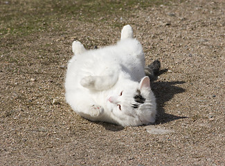 Image showing Cat