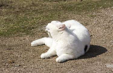 Image showing Cat