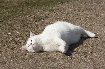 Image showing Cat