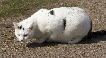 Image showing Cat