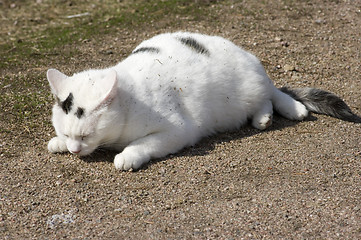 Image showing Cat