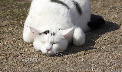 Image showing Cat