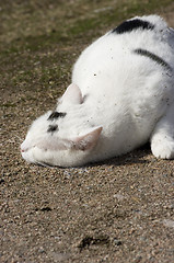 Image showing Cat