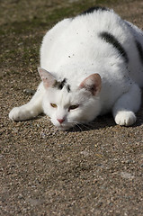 Image showing Cat