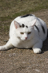 Image showing Cat