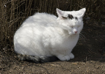 Image showing Cat