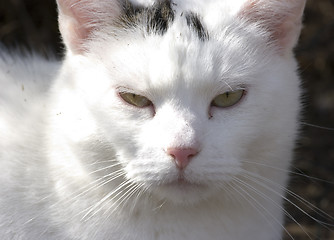 Image showing Cat