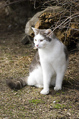 Image showing Cat