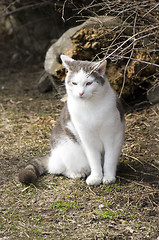 Image showing Cat