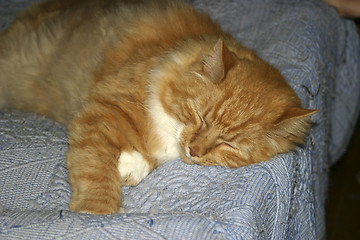 Image showing Cat