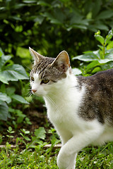 Image showing Cat