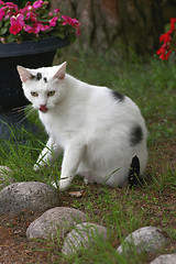 Image showing Cat